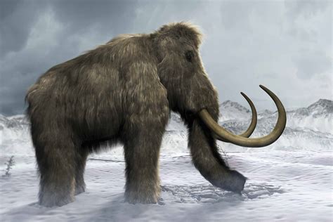 mammoth age dating